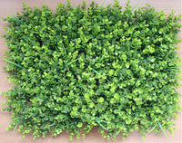 EUKALYPTUS Verschiedene