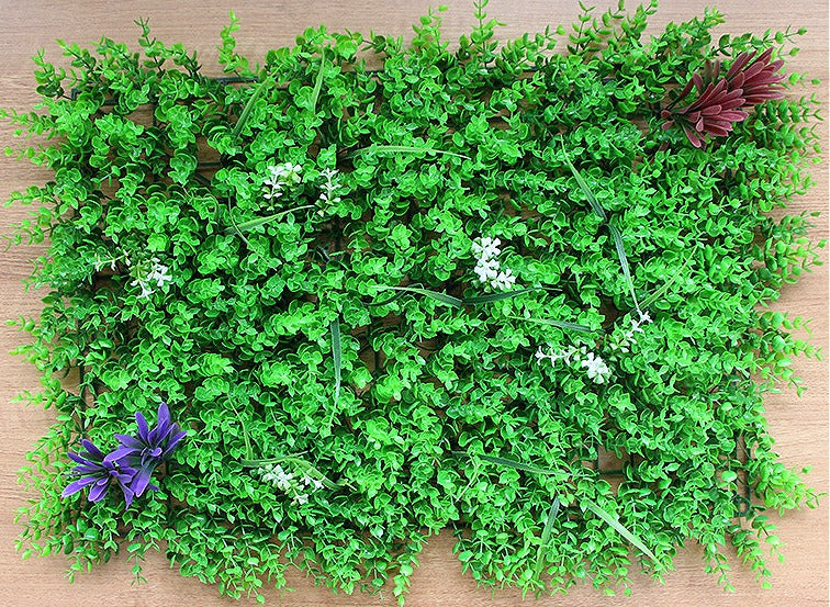 EUKALYPTUS Verschiedene