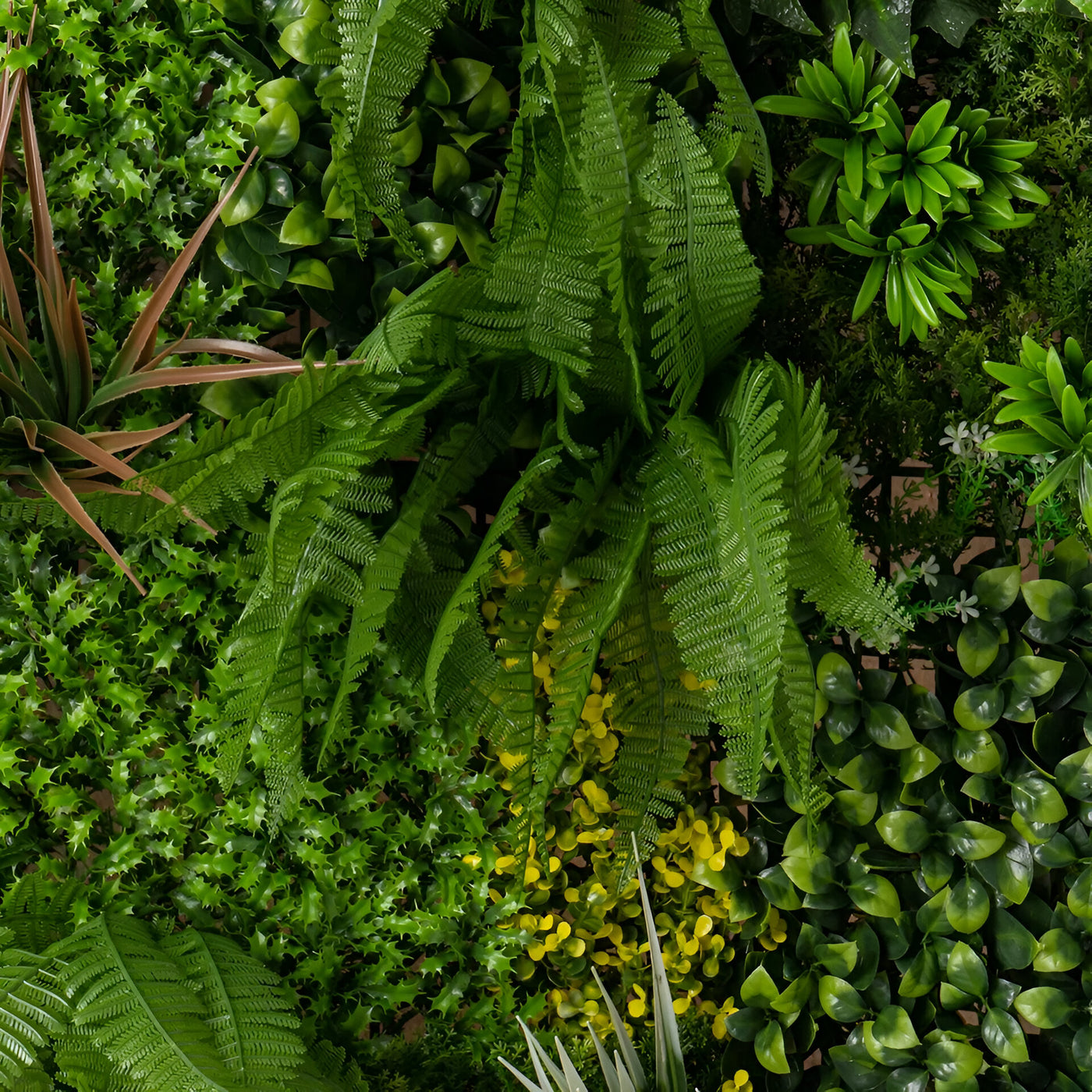 Kleine Spinacia Oleracea