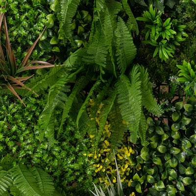 Kleine Spinacia Oleracea