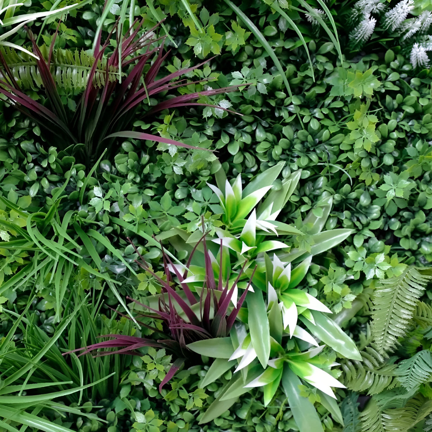 Glückspilz Aglaia Odorata 